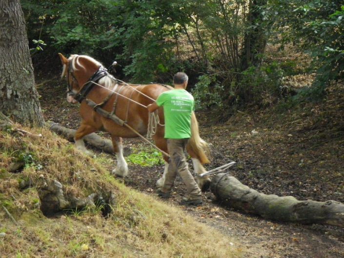 débardage et traction animale