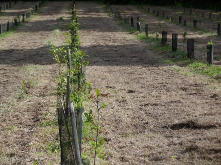 PLANTATION FORESTIERES