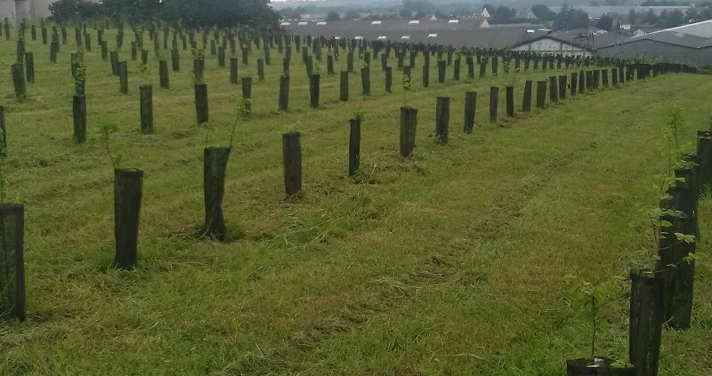 Plantations forestières et bocagères