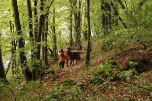 Passerelle Dinan Cheval