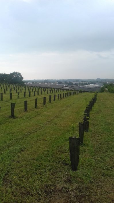 PLANTATION FORESTIERES