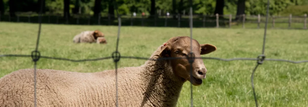 grillage à moutons